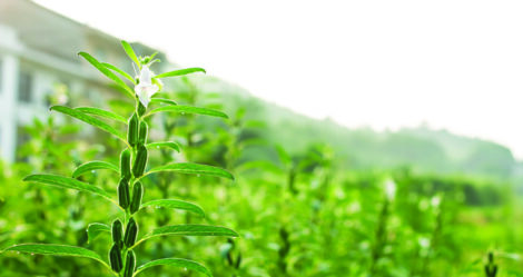 Sesame growing in summer